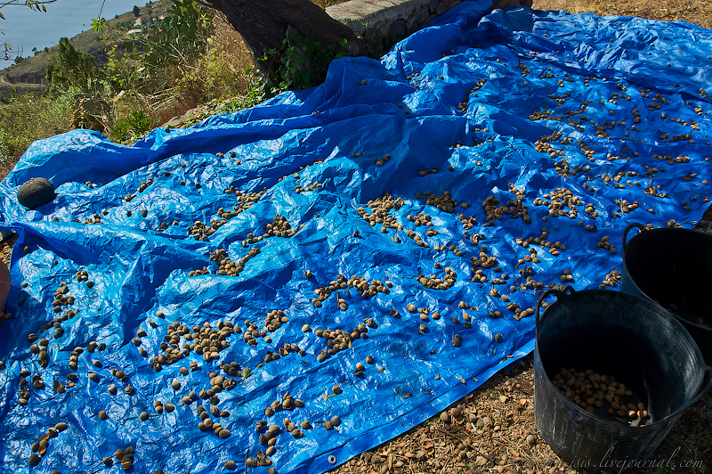 Азбука миндаля – как выращивают, собирают и обрабатывают миндаль