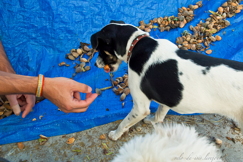 Азбука миндаля – как выращивают, собирают и обрабатывают миндаль