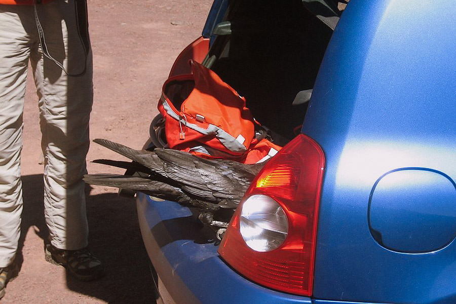 Чёрный ворон