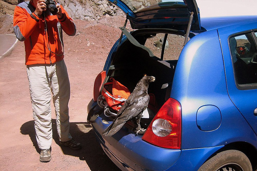 Чёрный ворон