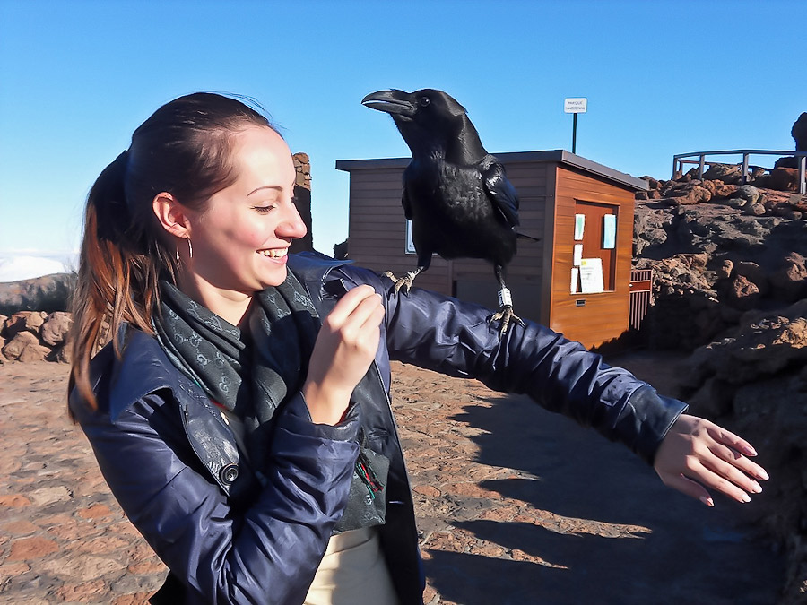 Чёрный ворон