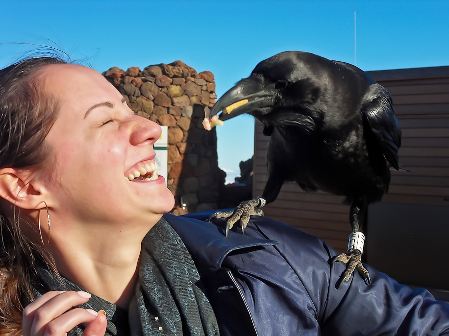 Чёрный ворон